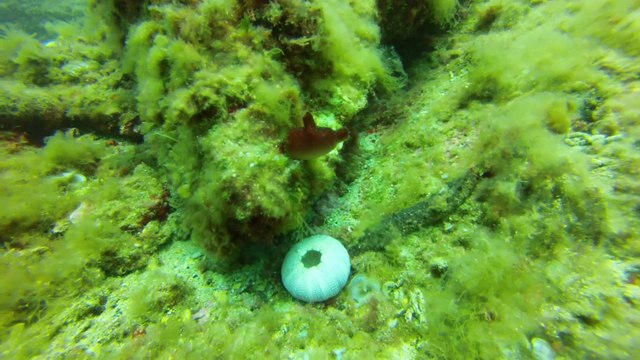 plongée Marseille cote bleue avec AUDELAPLONGEE