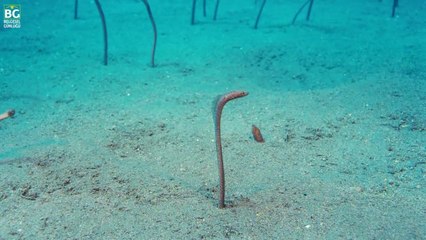 Bahçe Yılan Balıkları