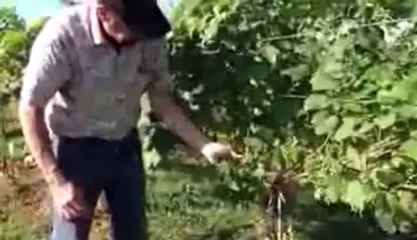 Summer Crop Thinning