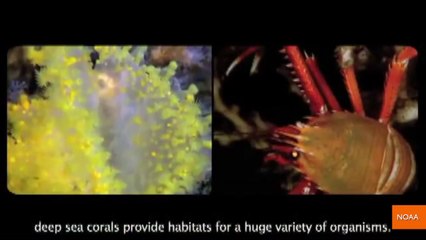 Deep-Sea cameras show 'surprising' sea life 23,000 feet down