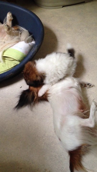 Julot joue avec maman Gloria