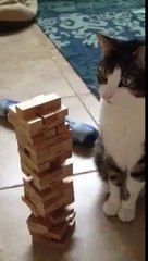 un Chat Doué Joue au JENGA ! a voir