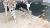 Un bébé girafe se lève pour la première fois