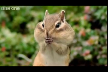 ANIMAL CRACKERS (The Best of BBC One's Walk On The Wild Side)