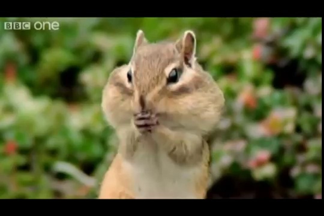 ANIMAL CRACKERS (The Best of BBC One's Walk On The Wild Side)