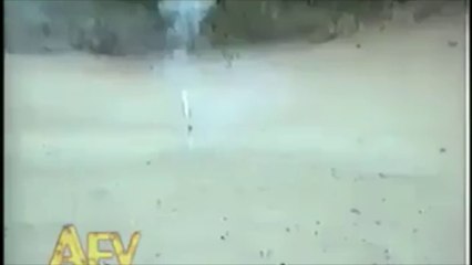 Dog bites the fireworks while popping