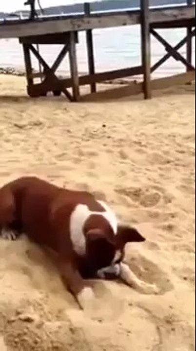 chien devient fou aprés avoir manger un citron ! a voir
