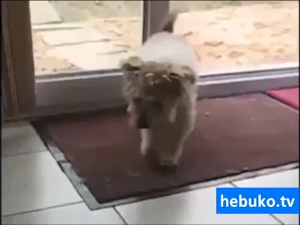eğitim almış köpek böyle olur - çok sevimli :)