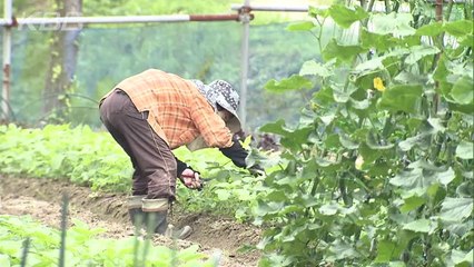 20140609季節外れの出没！？福岡市早良区に“サル４０匹” 福岡