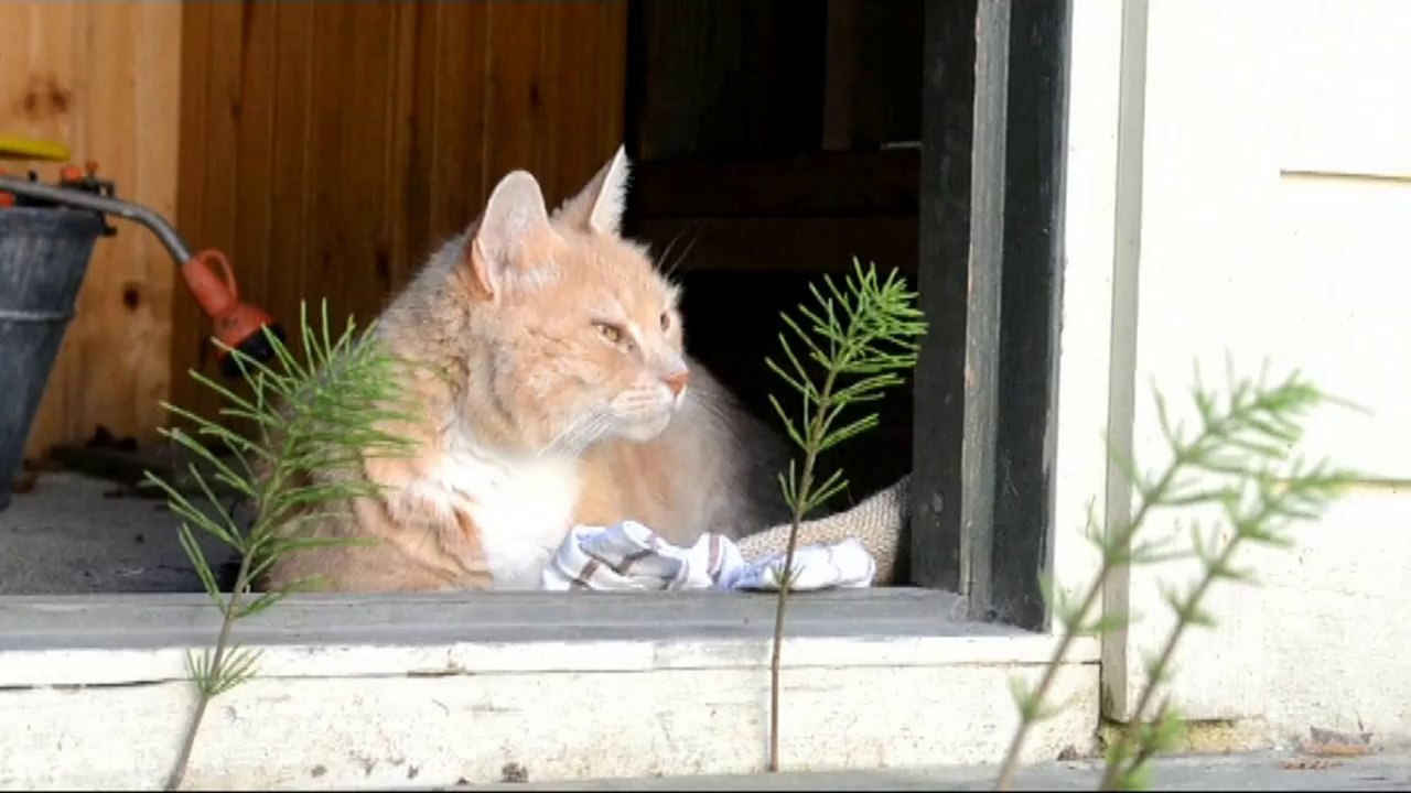 Cat cleaning himself [TIME LAPSE]