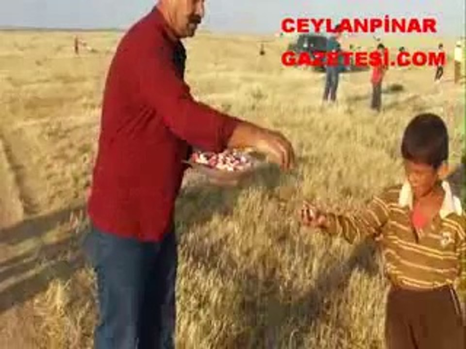 ceylanpınar çadır kent uçurtma şenliği
