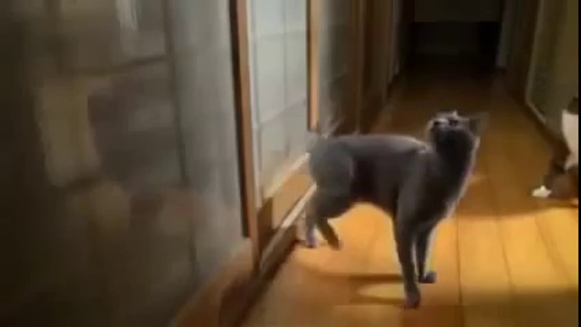 cat with machine gun gif