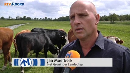 Sombere toekomst Groninger blaarkop is voorbij - RTV Noord