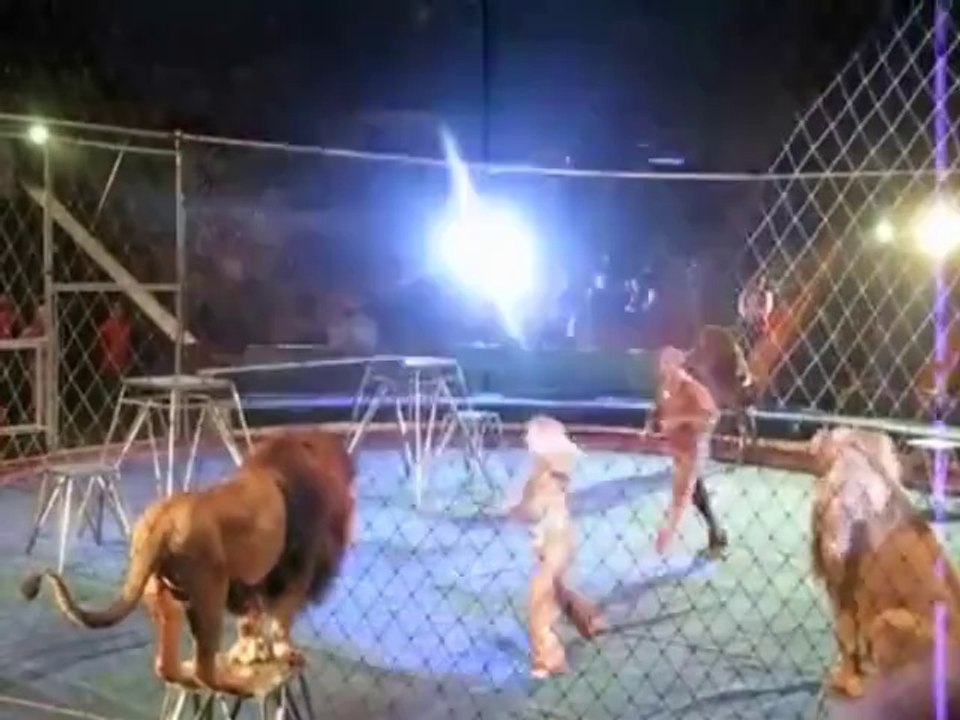 Lion Attack in Circus