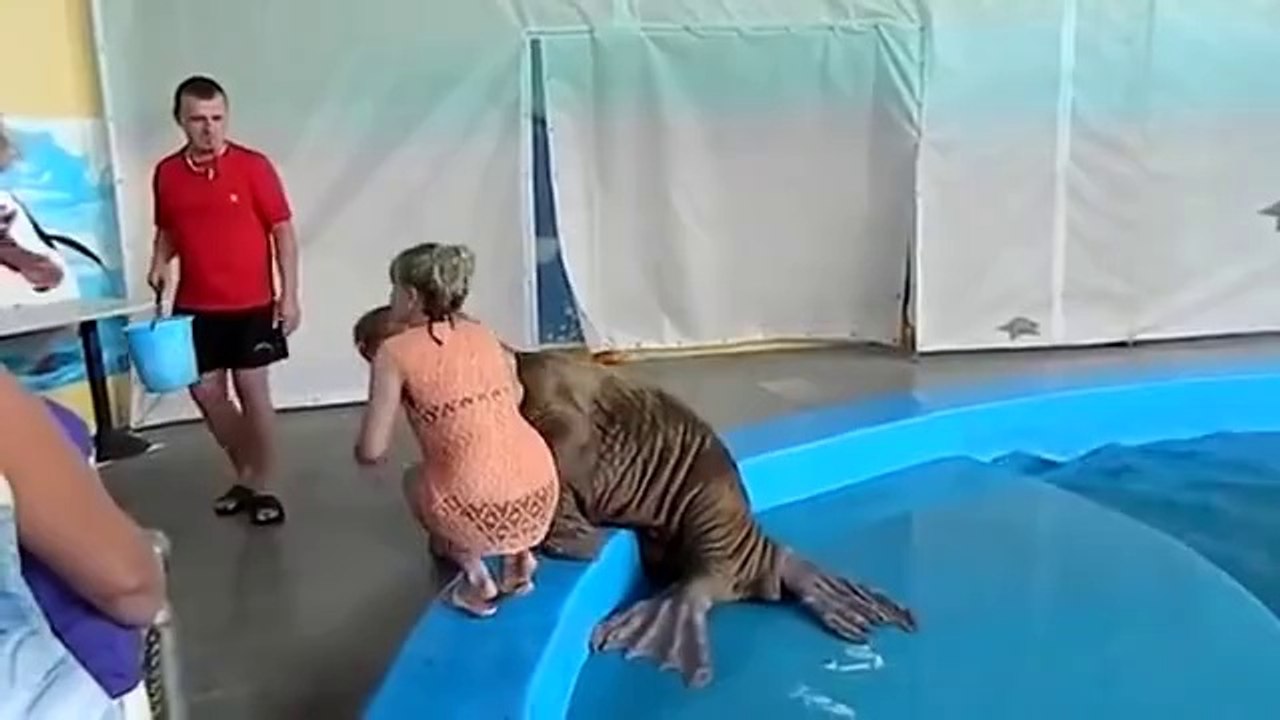 Seal Spank