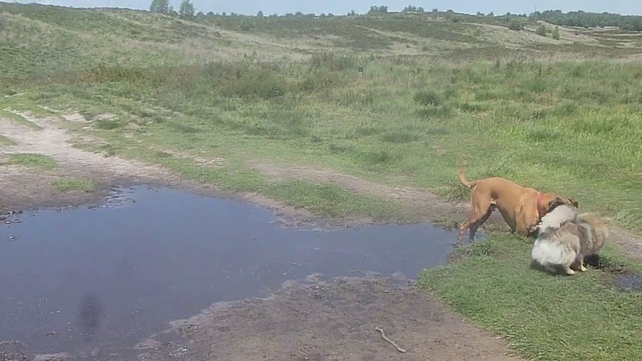 Rozendaal Heath, Zeppo & Floris