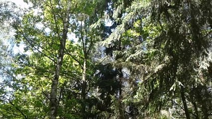 The forest between Wilczyn and Mienice. Poland. June 2014