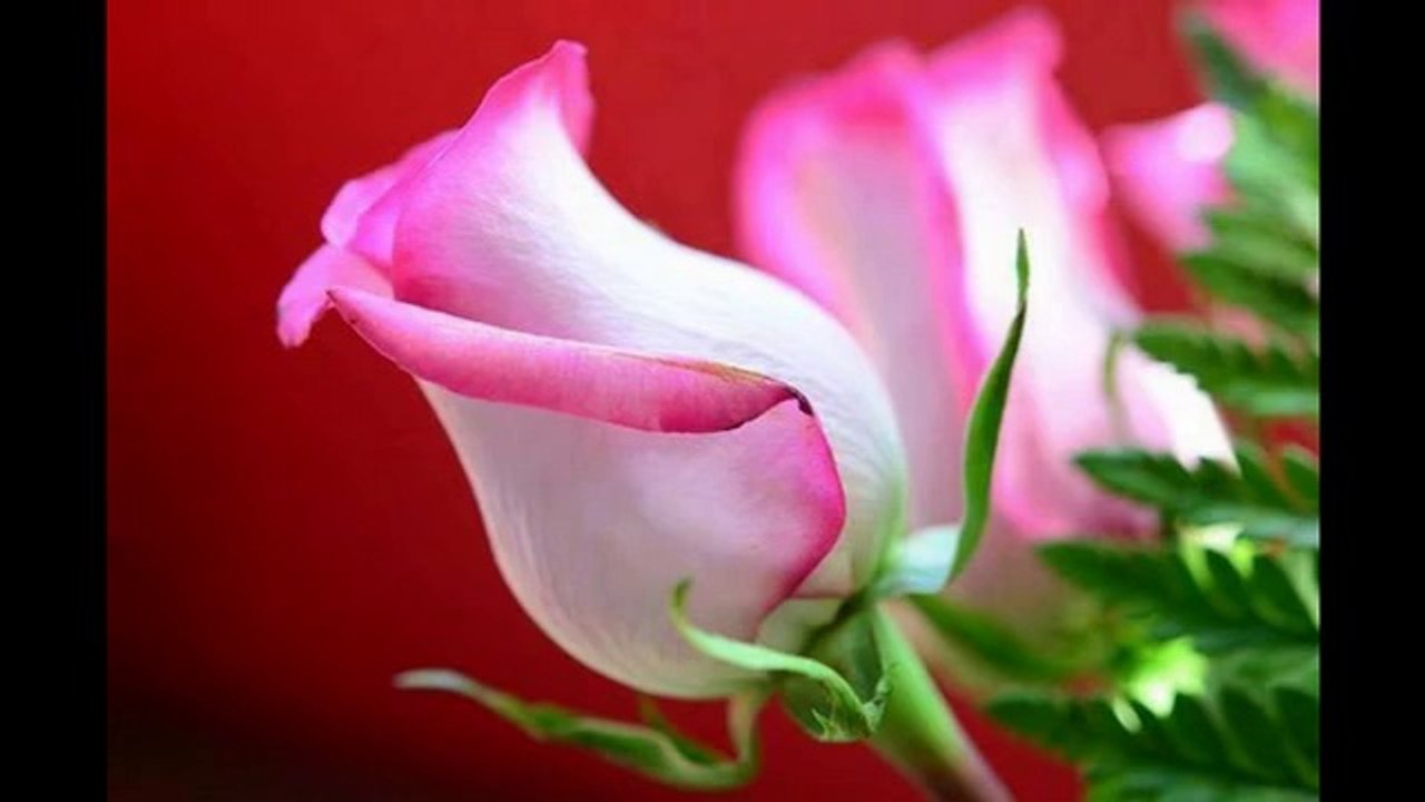 ❤ For You ❤
