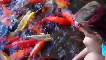 Feeding the Koi Fish at Marriott Lihui, Kauai
