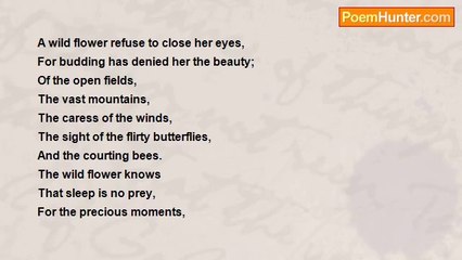 Nontobeko Dlamini - A Wild Flower