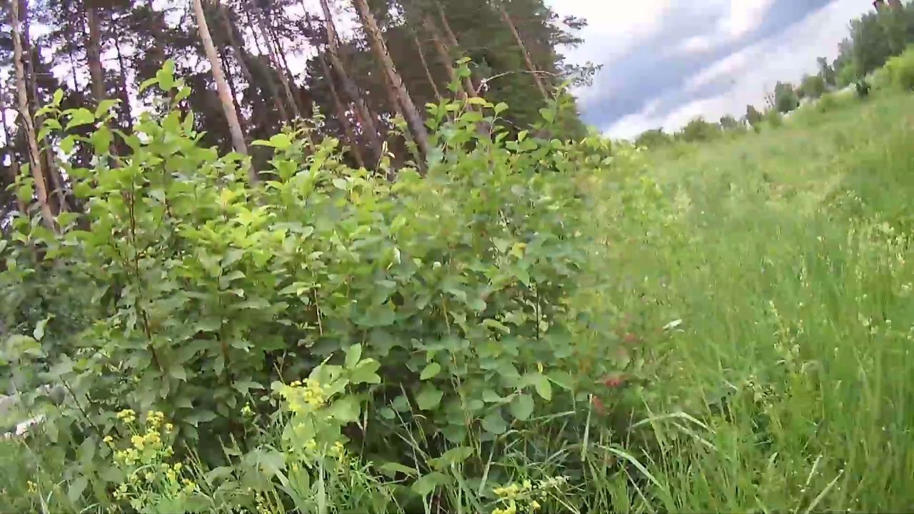 Высота