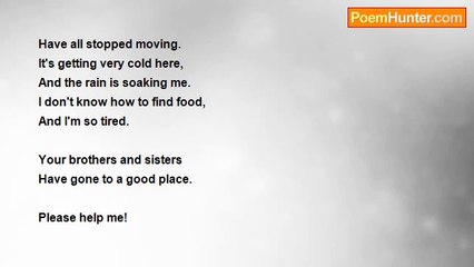 Emma Litchfield - a cat that was lost then found