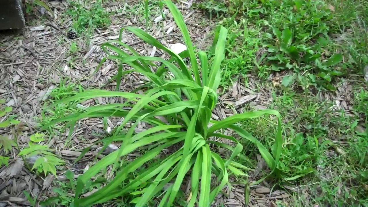 Garden Record, June 18, 2014