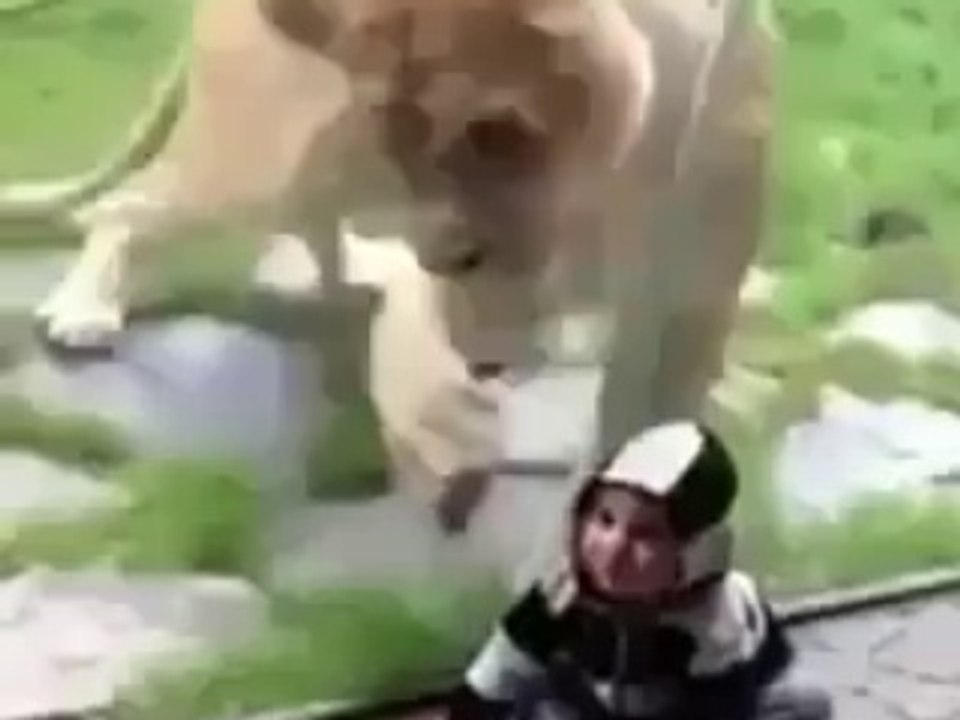 Crazy Lion