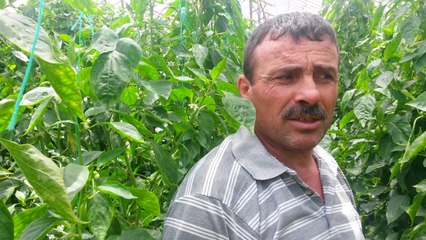 Biber Serası - Kumluca Hacı Veliler - Süleyman Şah