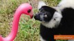 Lemurs Befriend Plastic Pink Flamingos at San Francisco Zoo
