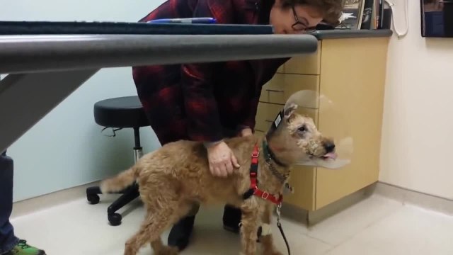 Un chien retrouve la vue et revoit sa famille après l'opération