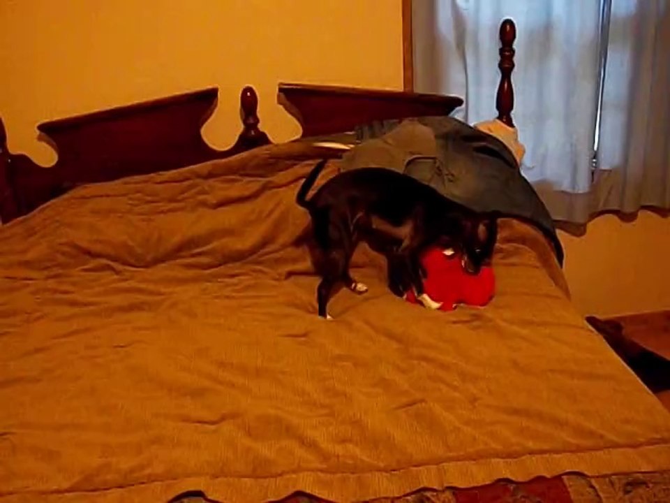 Chili plays then lays w baby bread
