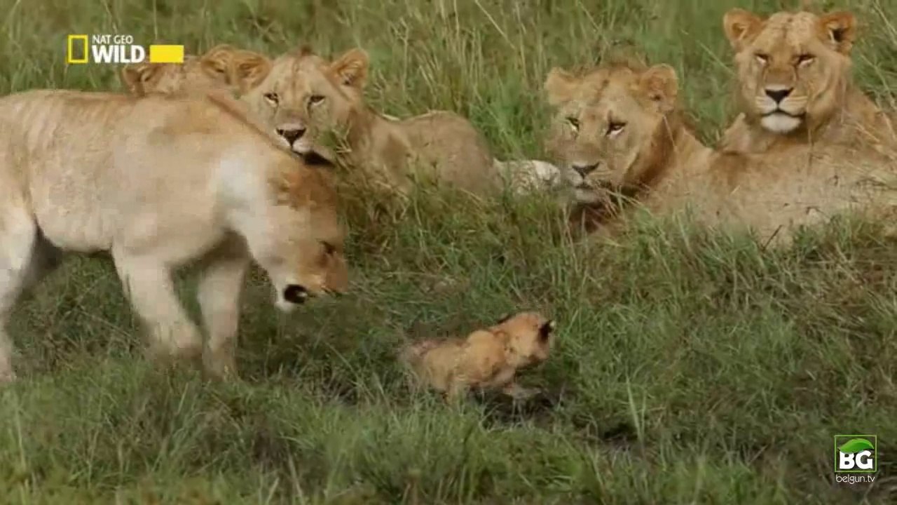 Erkek Aslanların Tehlikeli Oyunu