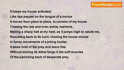 alexander opicho - My black snake