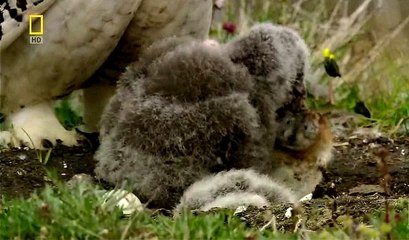 Anne Kar Baykuşu Yavruları İçin Avlanıyor