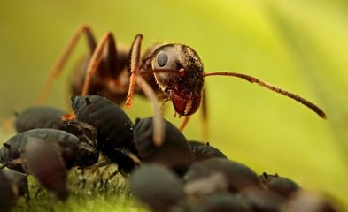 Karıncalarla Yaprak Bitleri Arasındaki Müthiş İlişki