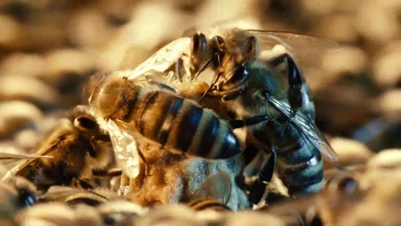 Kraliçe Arıyı Beklerken