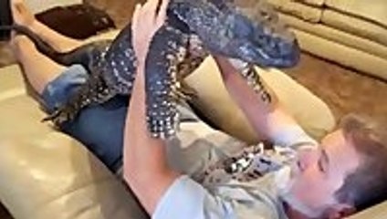 Giant monitor lizard just lounging around