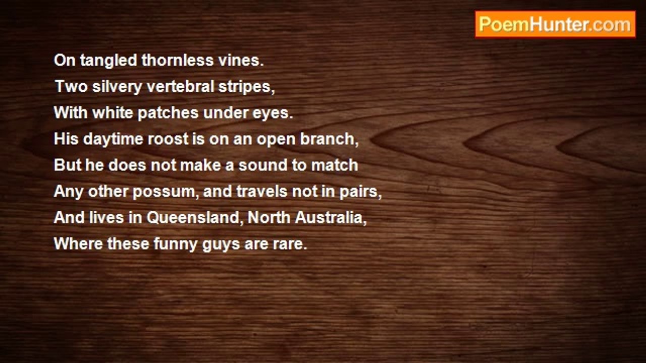 Robert Edgar Burns - Green Ringtail Possum