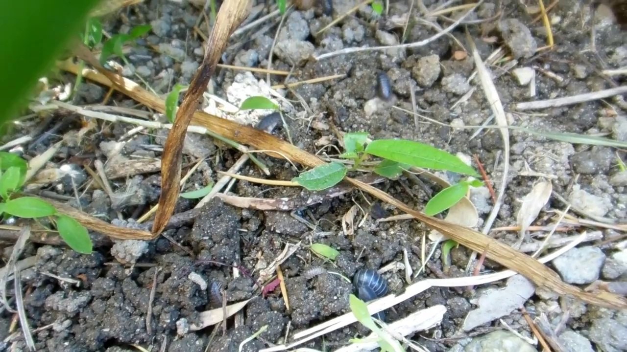 Dumpling Insects in Japan