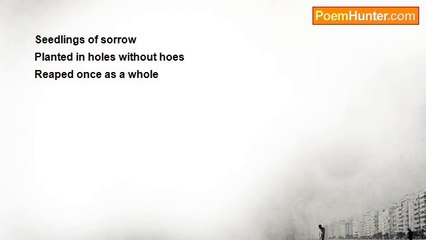 Nur'ayn (new reign) - Seedlings of Sorrow (Haiku)