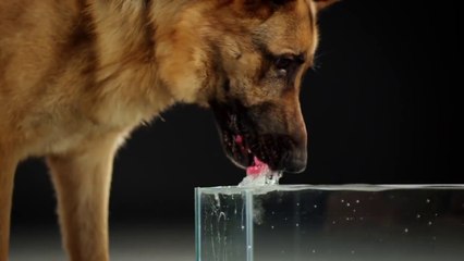 Ağır Çekimde Köpeklerin Su İçmesi