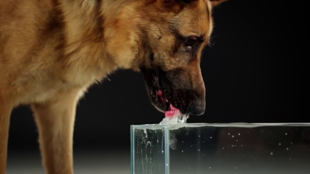 Ağır Çekimde Köpeklerin Su İçmesi