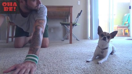 Sahibi ile yoga yapan köpek... OhaBe.Tv