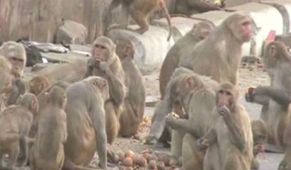 Des milliers de singes envahissent la ville d'Agra, en Inde