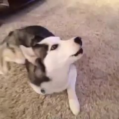 Piper Was Very Upset! ~ Funny Republic Vine