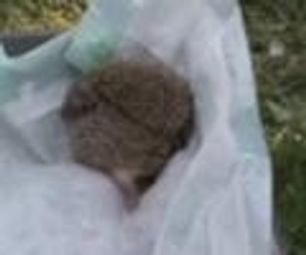 Yavru kirpiler gün ışığıyla tanıştı