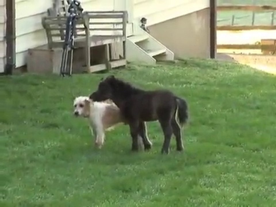 Dog & Pony Show