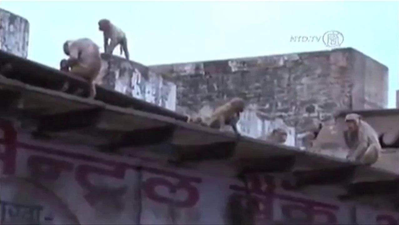 Inde: Des milliers de singes envahissent une ville