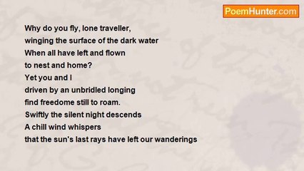 Josephine Collett - Solitary Gull